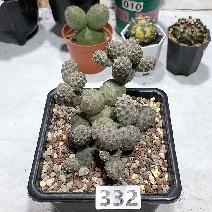 332超大盆习志野多头群