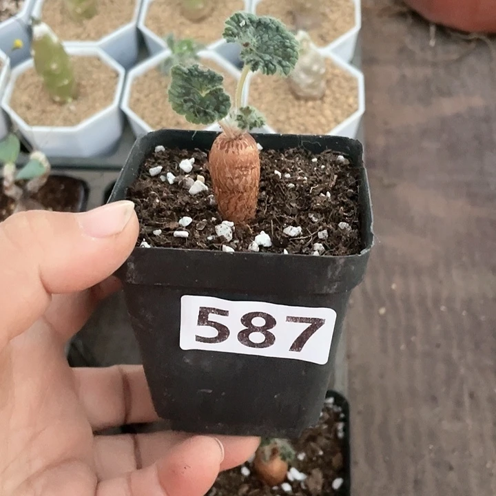 淡*哥587圆叶洋葵块根