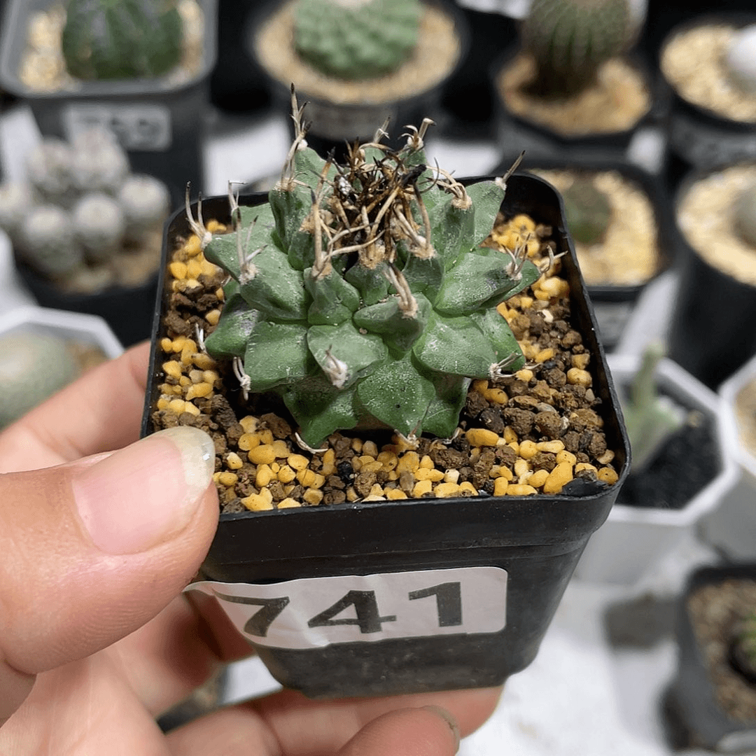 741实生赤花娇丽仙人球