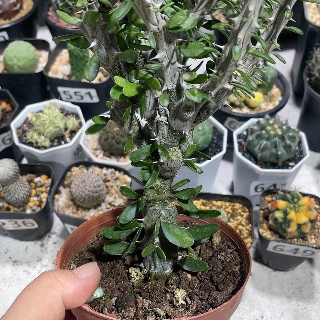 652亚龙木多头植物