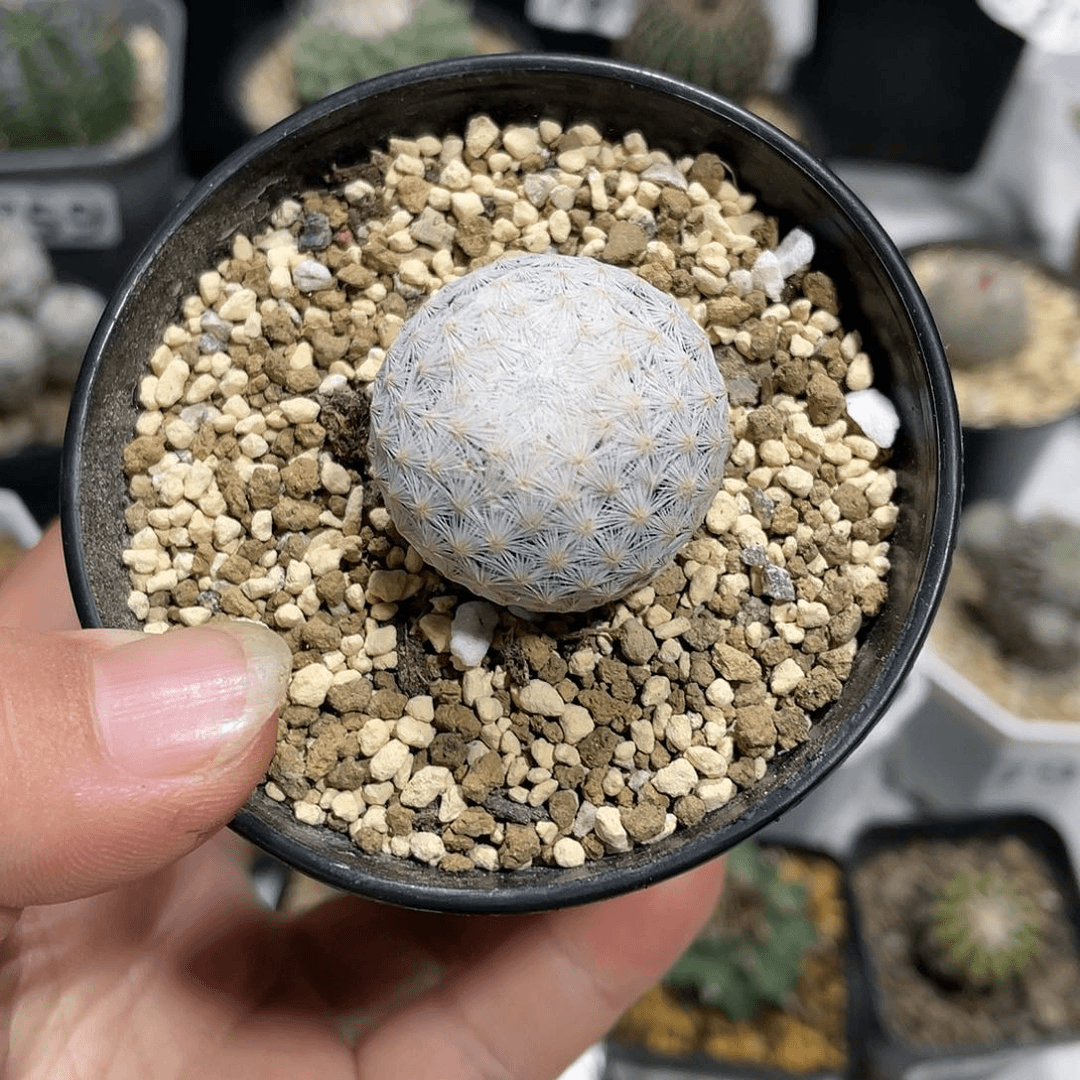 778白鸟仙人球植物
