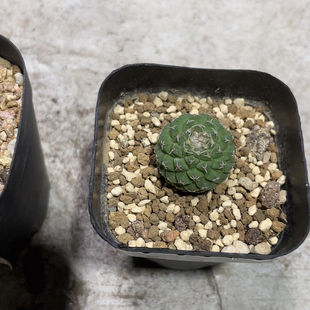 113小菊水仙人球