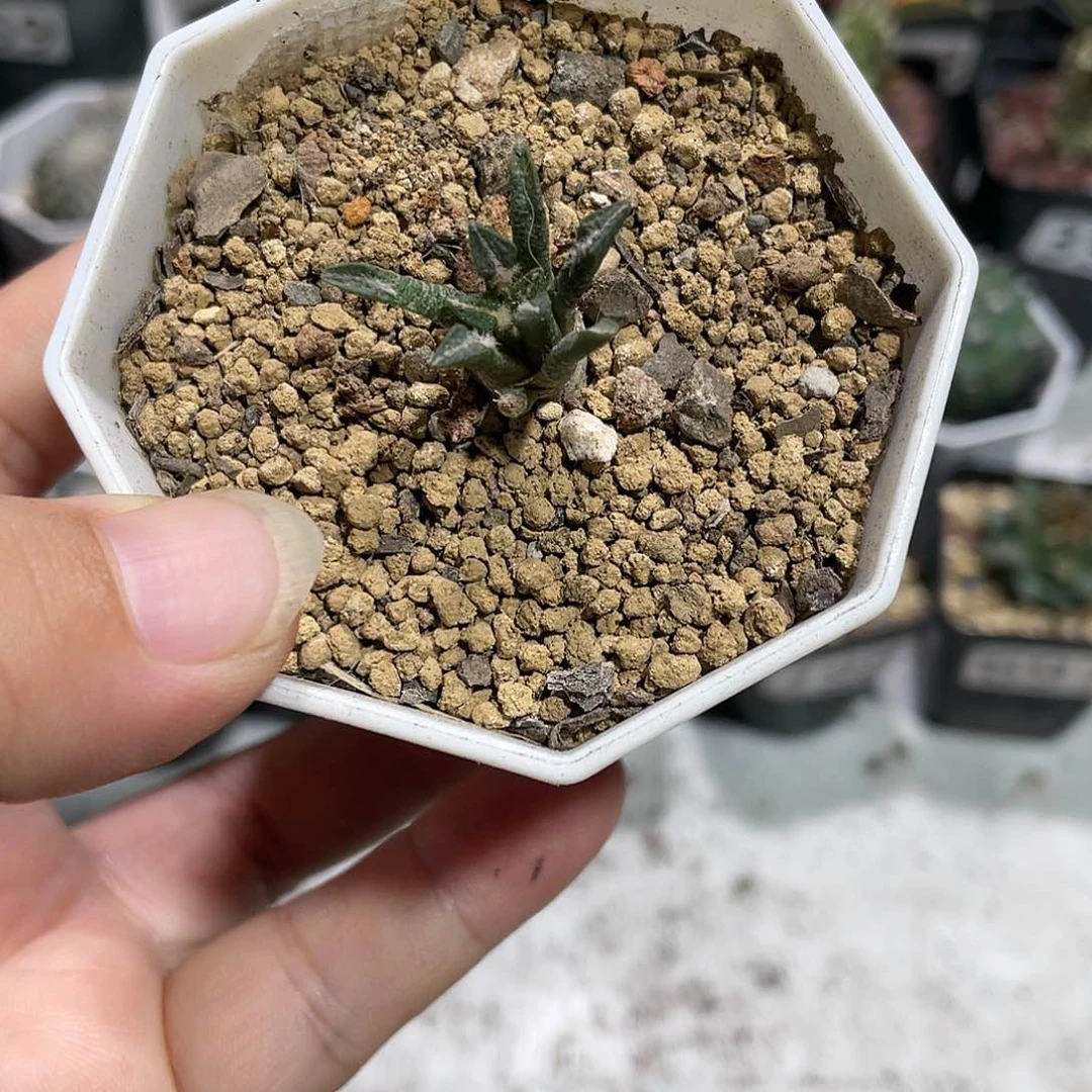 423实生黑牡丹小苗仙人球