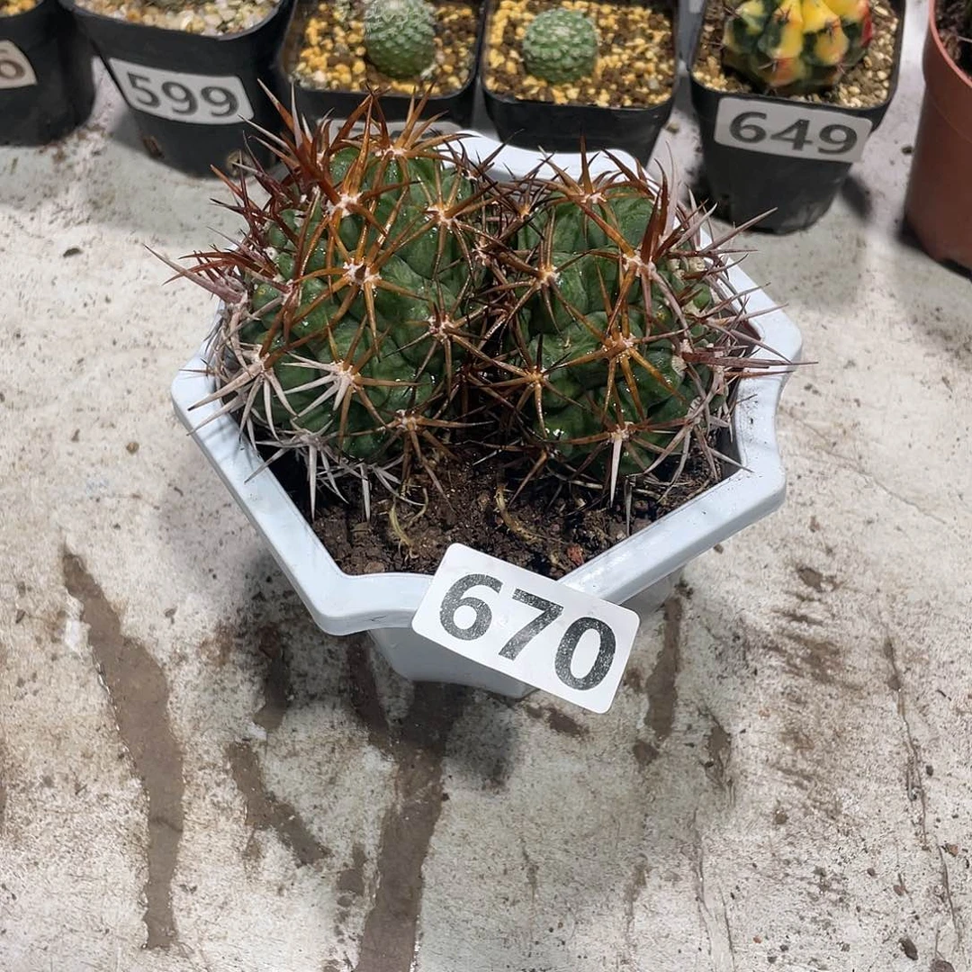 670双头狂刺碧岩玉