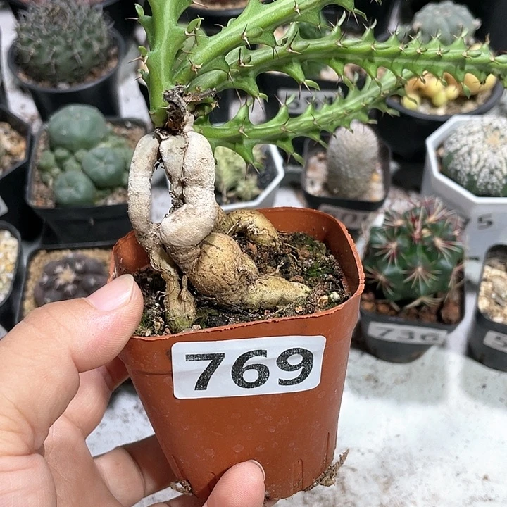 769块根狗奴子植物