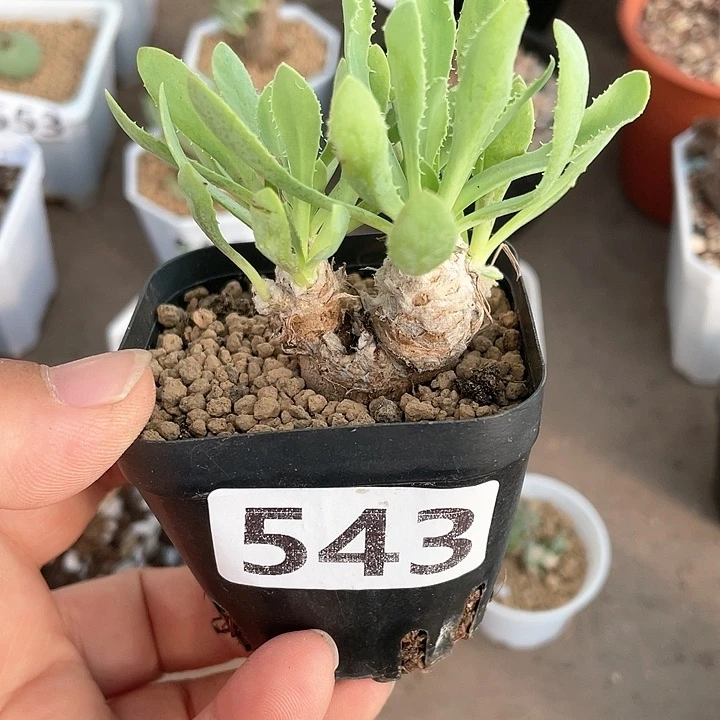 蓝*花543刨花角厚墩菊