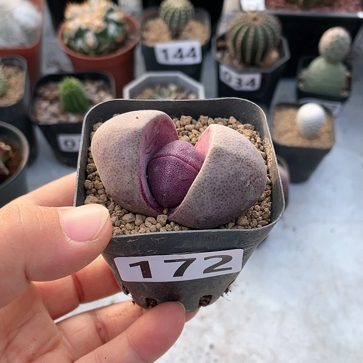 小**?172紫色元宝仙人球