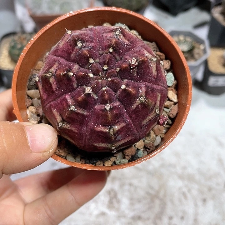 209紫色梦想仙人球