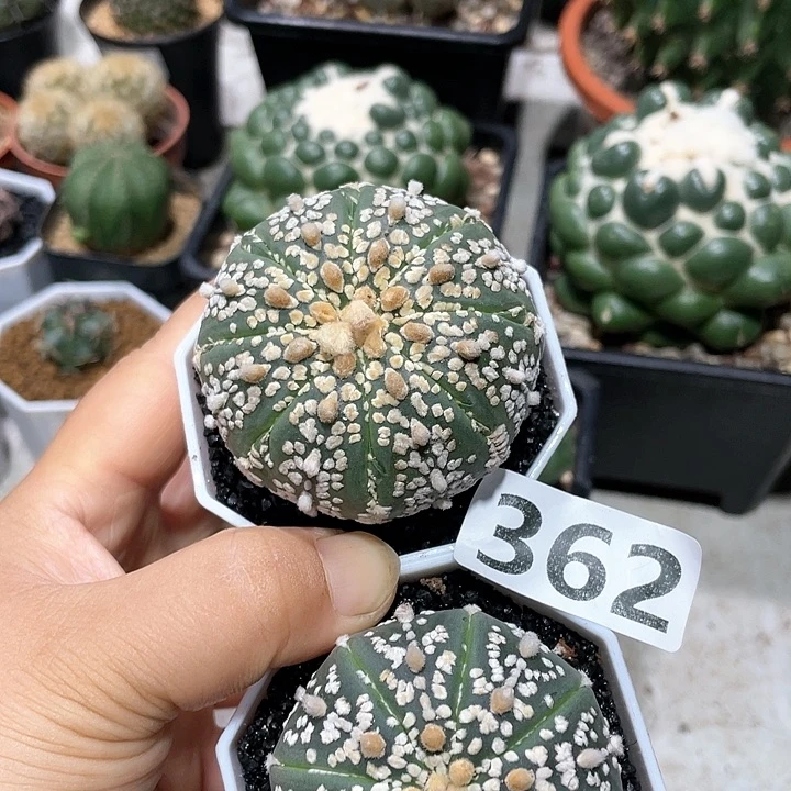 362实生超兜2颗仙人球