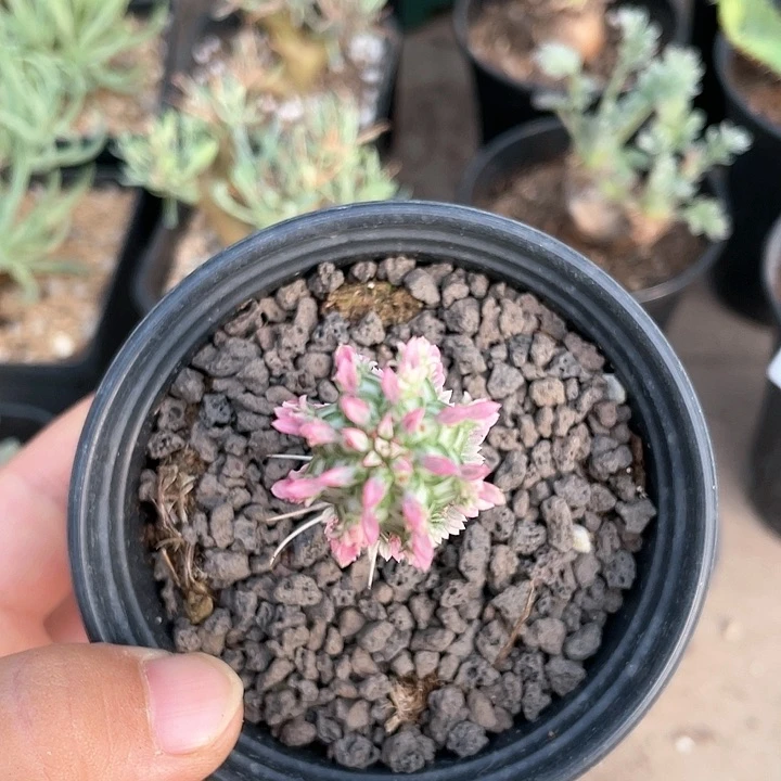 711白桦麒麟大戟仙人球