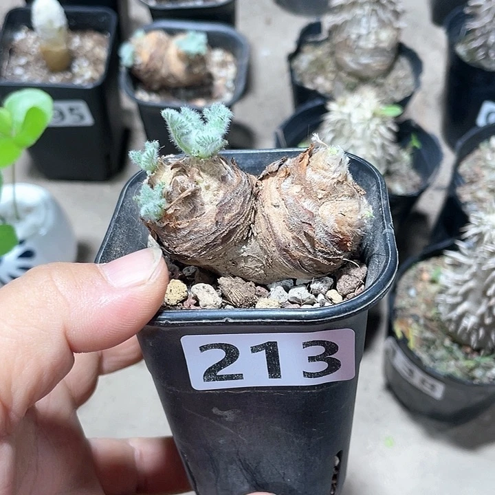 四****?213羽叶洋葵块根