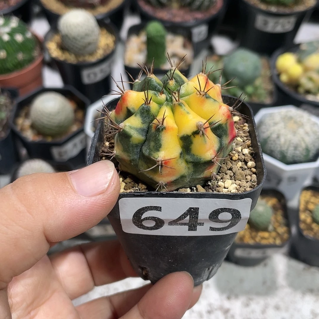 649卡若琳牡丹锦