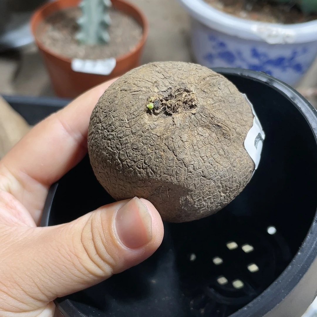 315泰系素可泰山乌龟