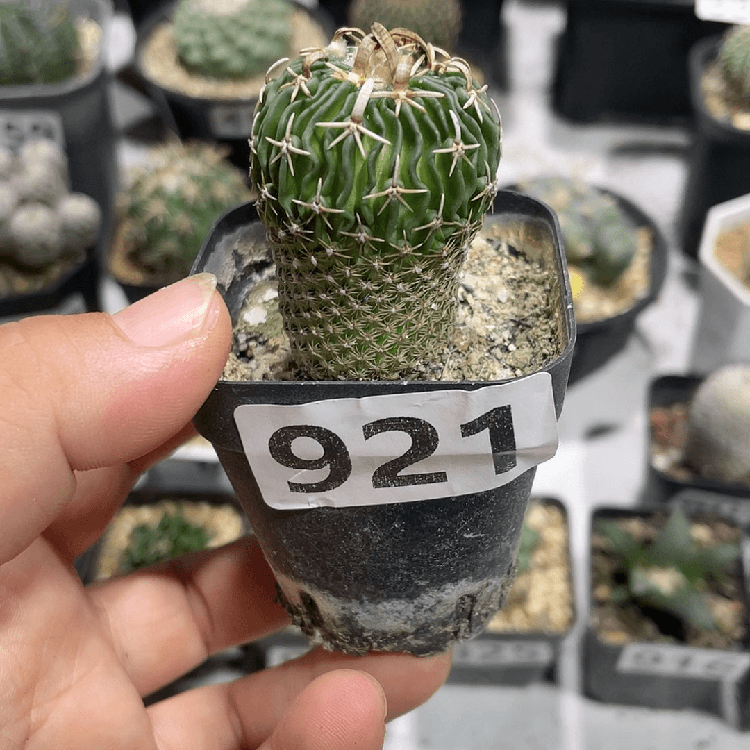 921实生多棱太刀岚