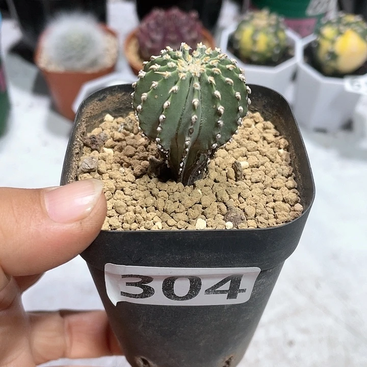 304实生薄叶花茏