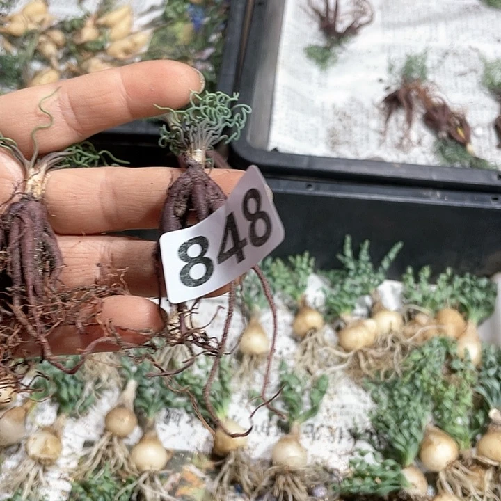 业***者848方便面弹簧草1颗