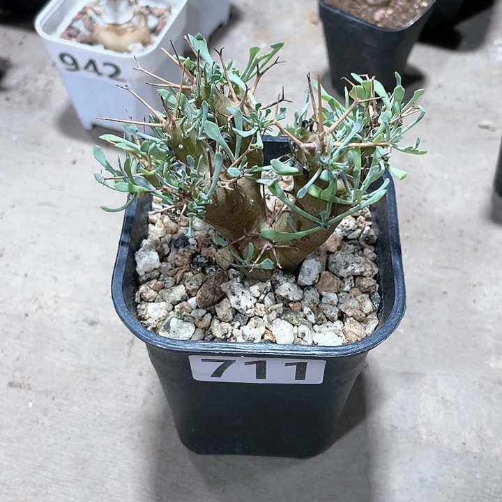 711黑鬼殿厚墩菊