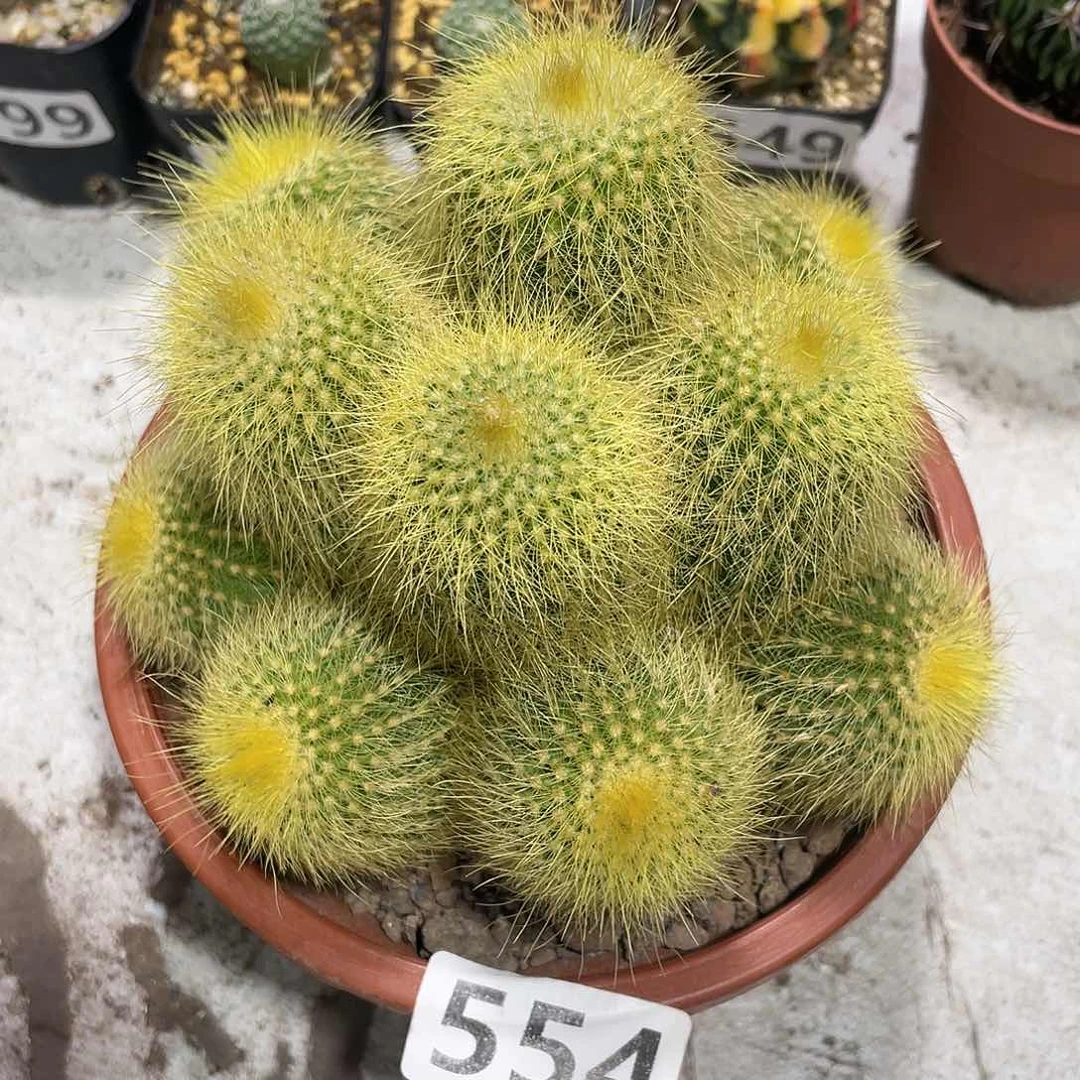 554超大金丝猴多头