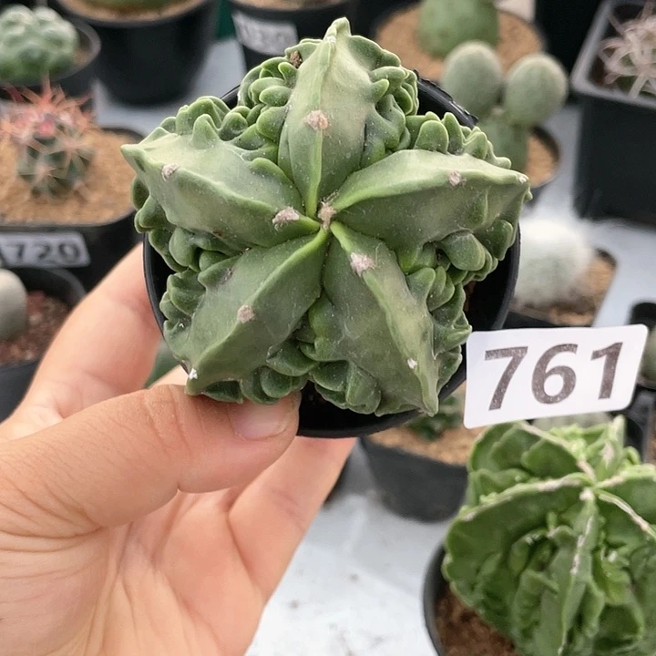 761实生大核桃仙人球