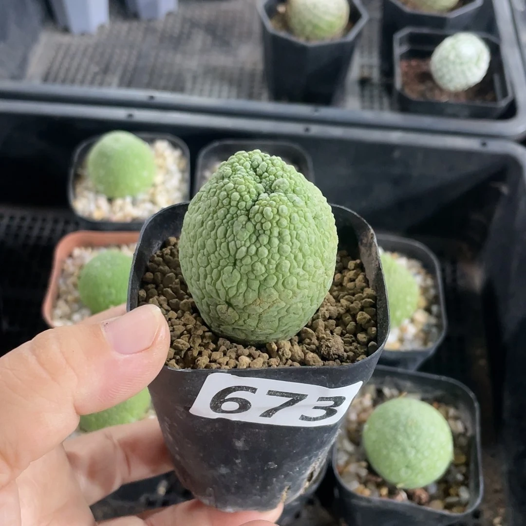 永***恋673凝提玉仙人球