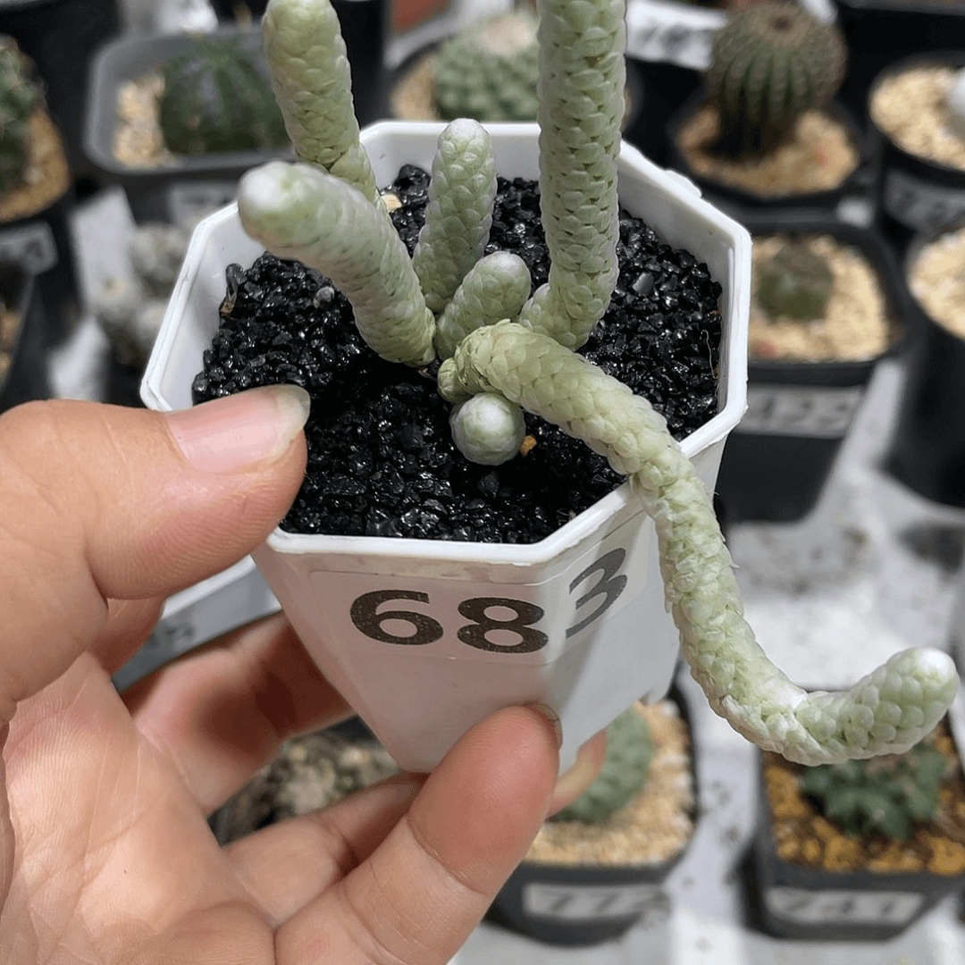 683稀有品雪蚕植物