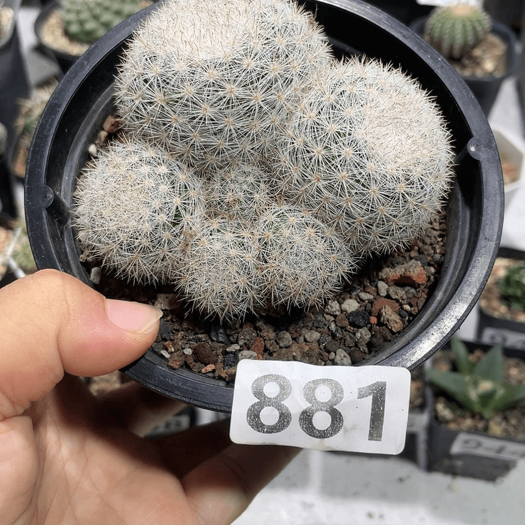 881满月多头群生