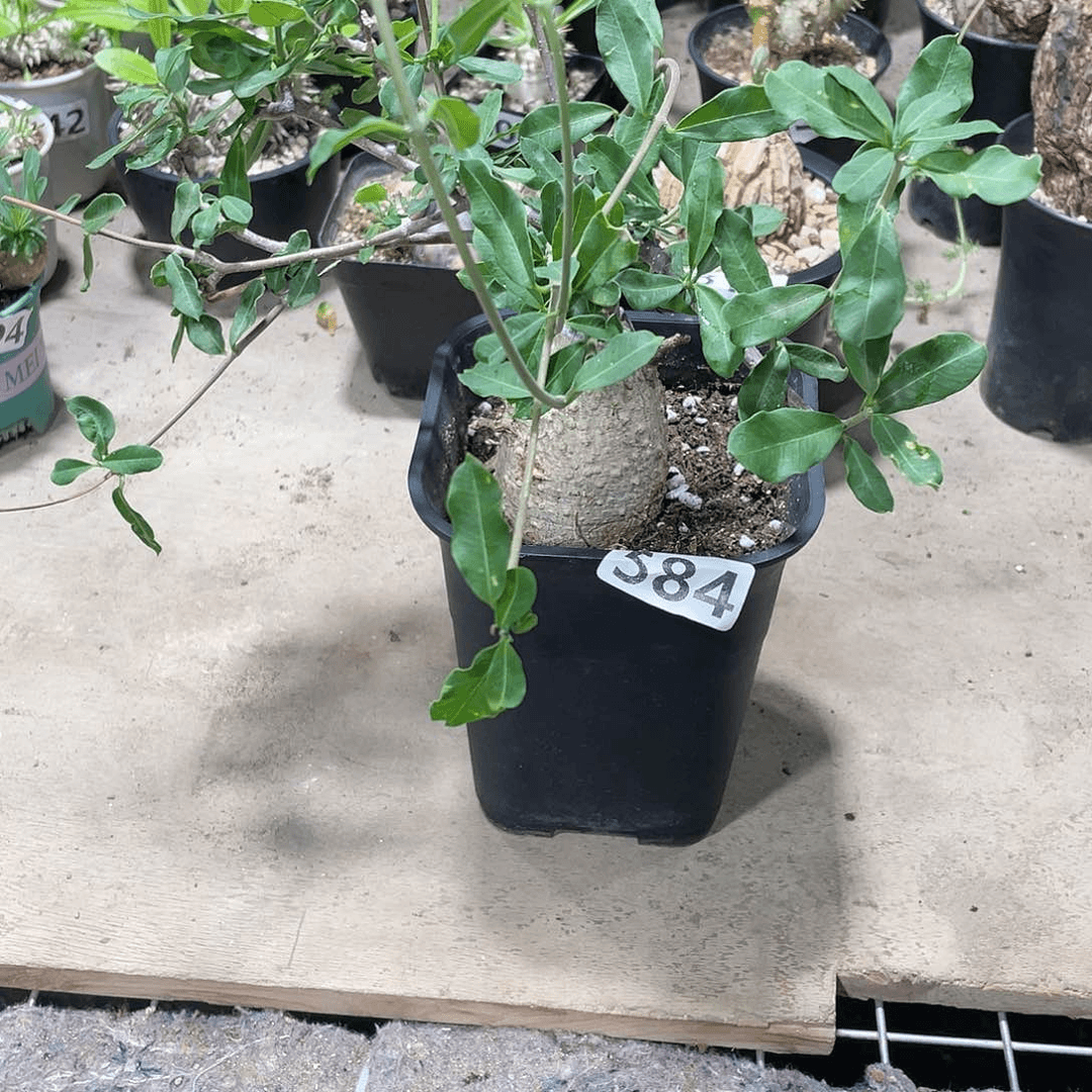 584火星人块根植物