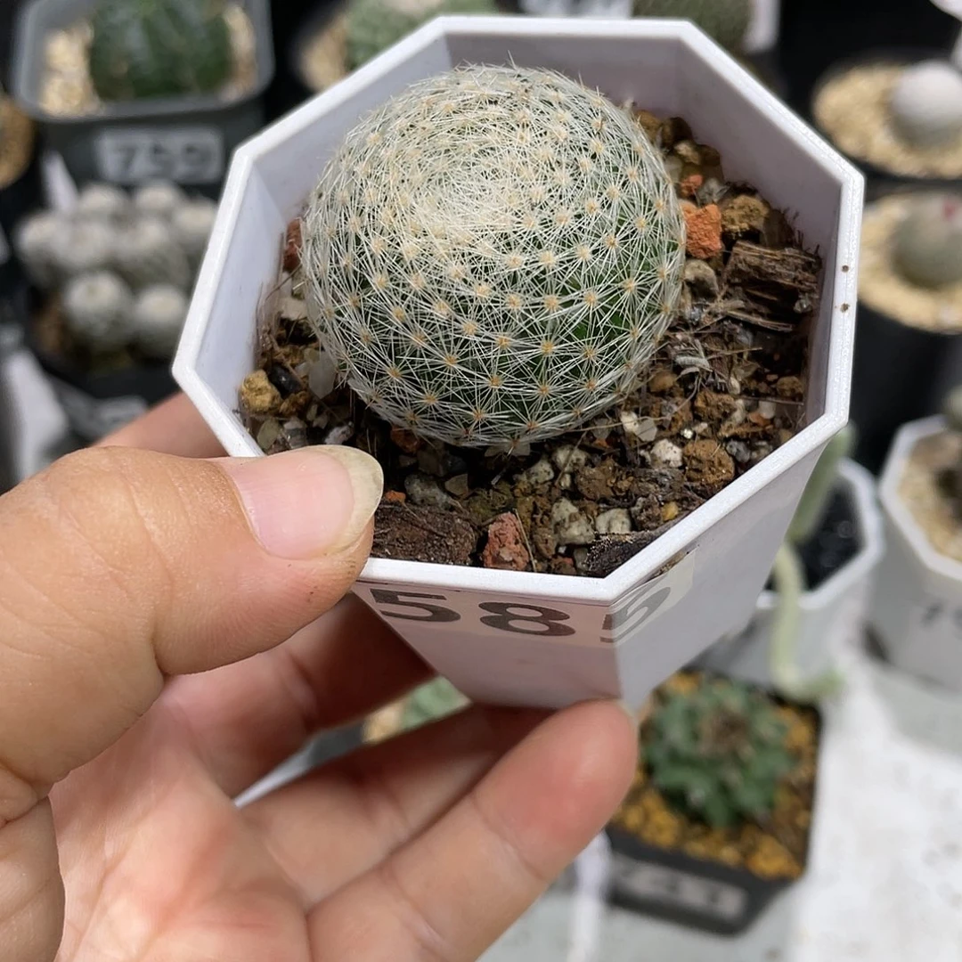 B****t585白娟丸仙人球
