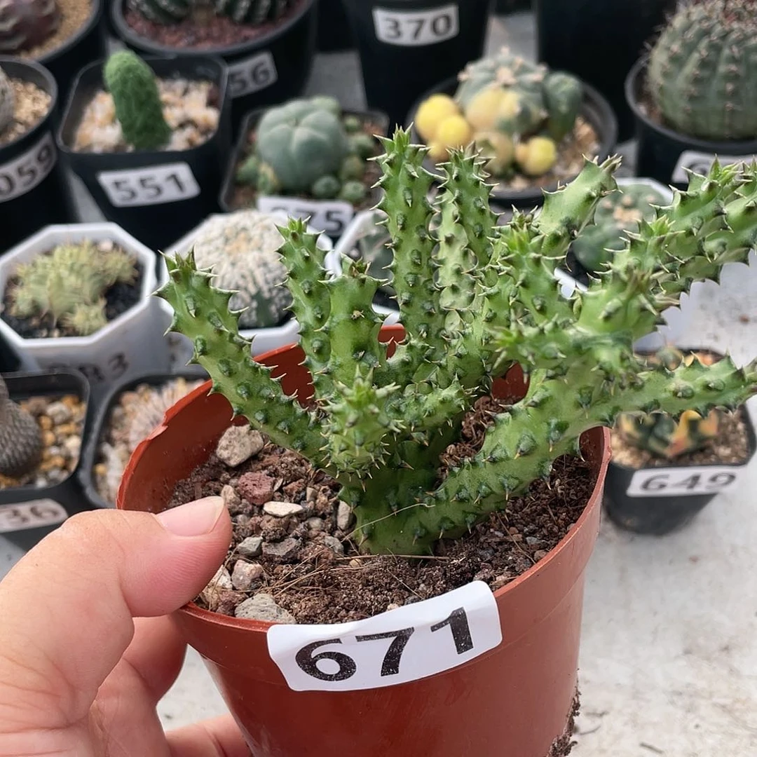 671波斯地毯植物