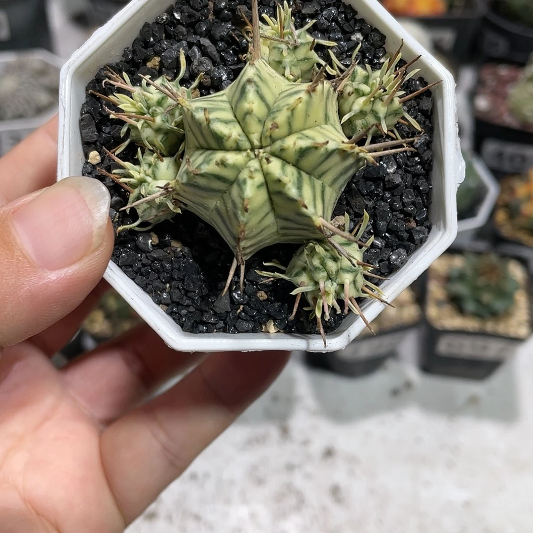 983大戟了斑马锦多头