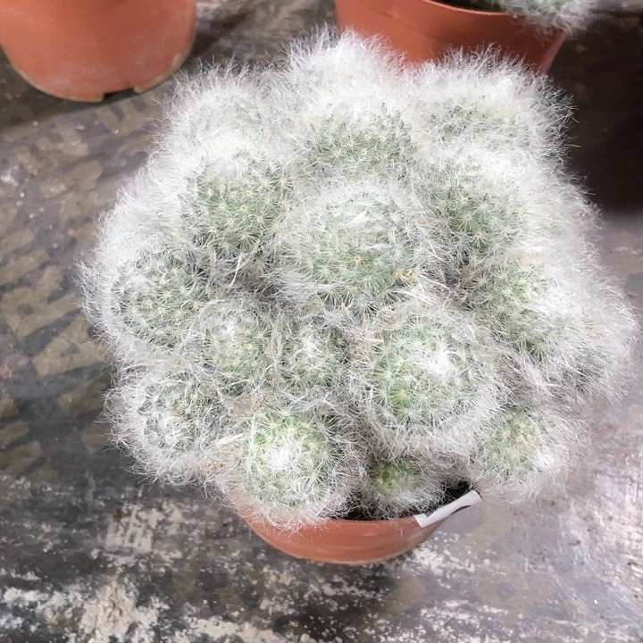 194超大多头高沙仙人球