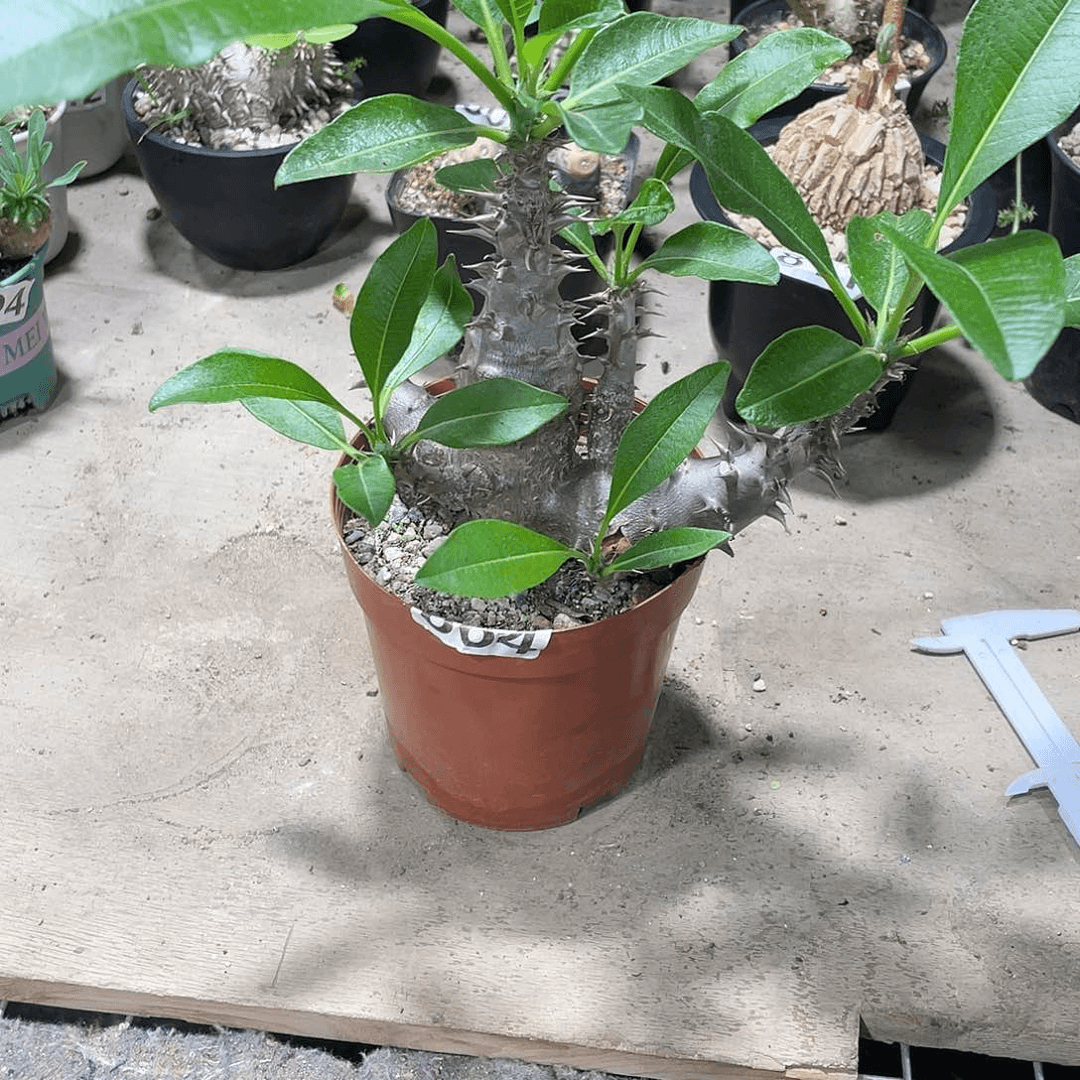 604温莎瓶干块根