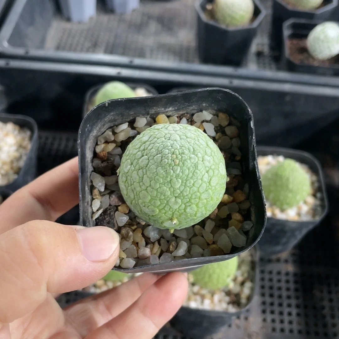 永***恋606凝提玉仙人球