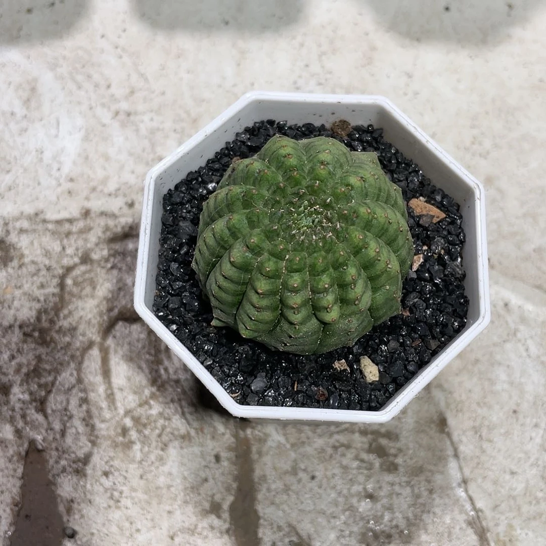 425龟甲布纹球仙人球