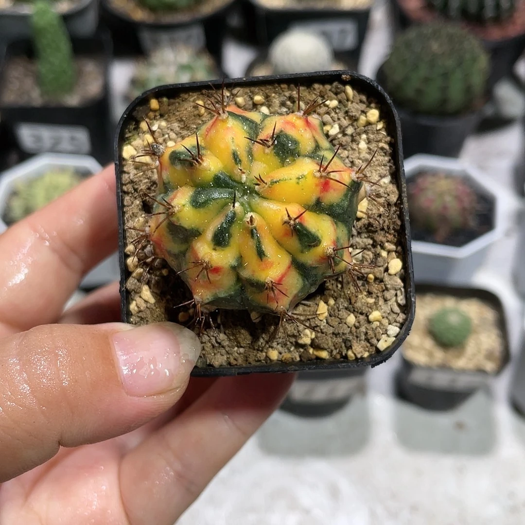 470卡若琳牡丹锦