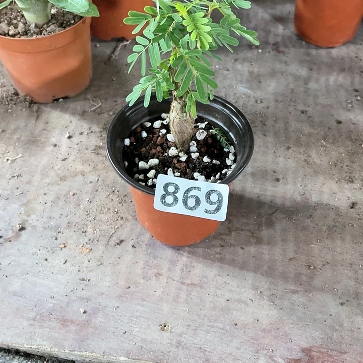 欧*869沙漠苏木块根