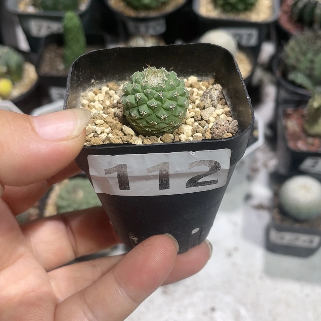 112实生小菊水仙人球