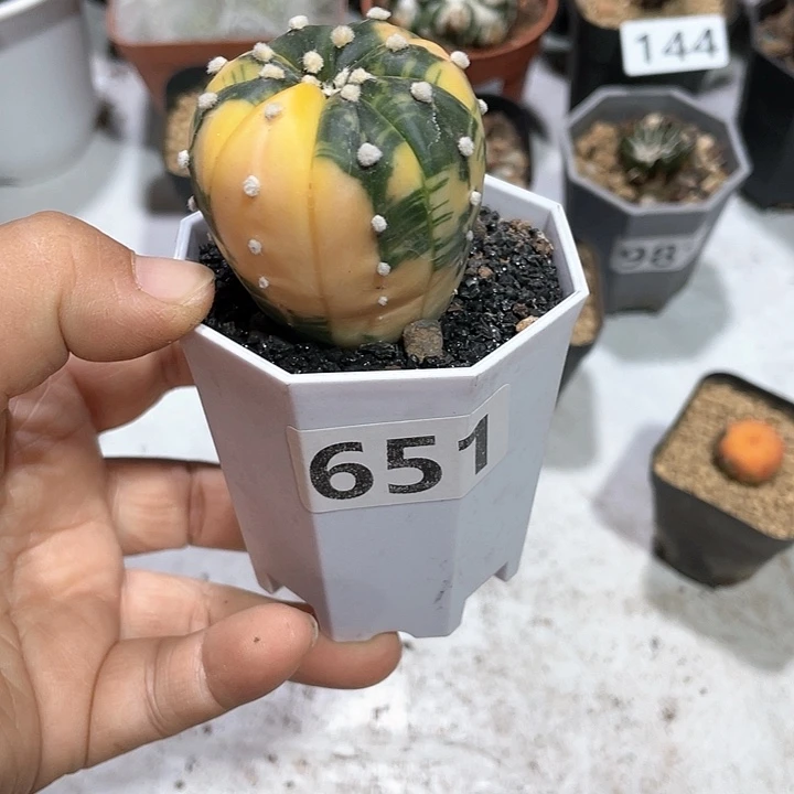 651实生大自然兜锦