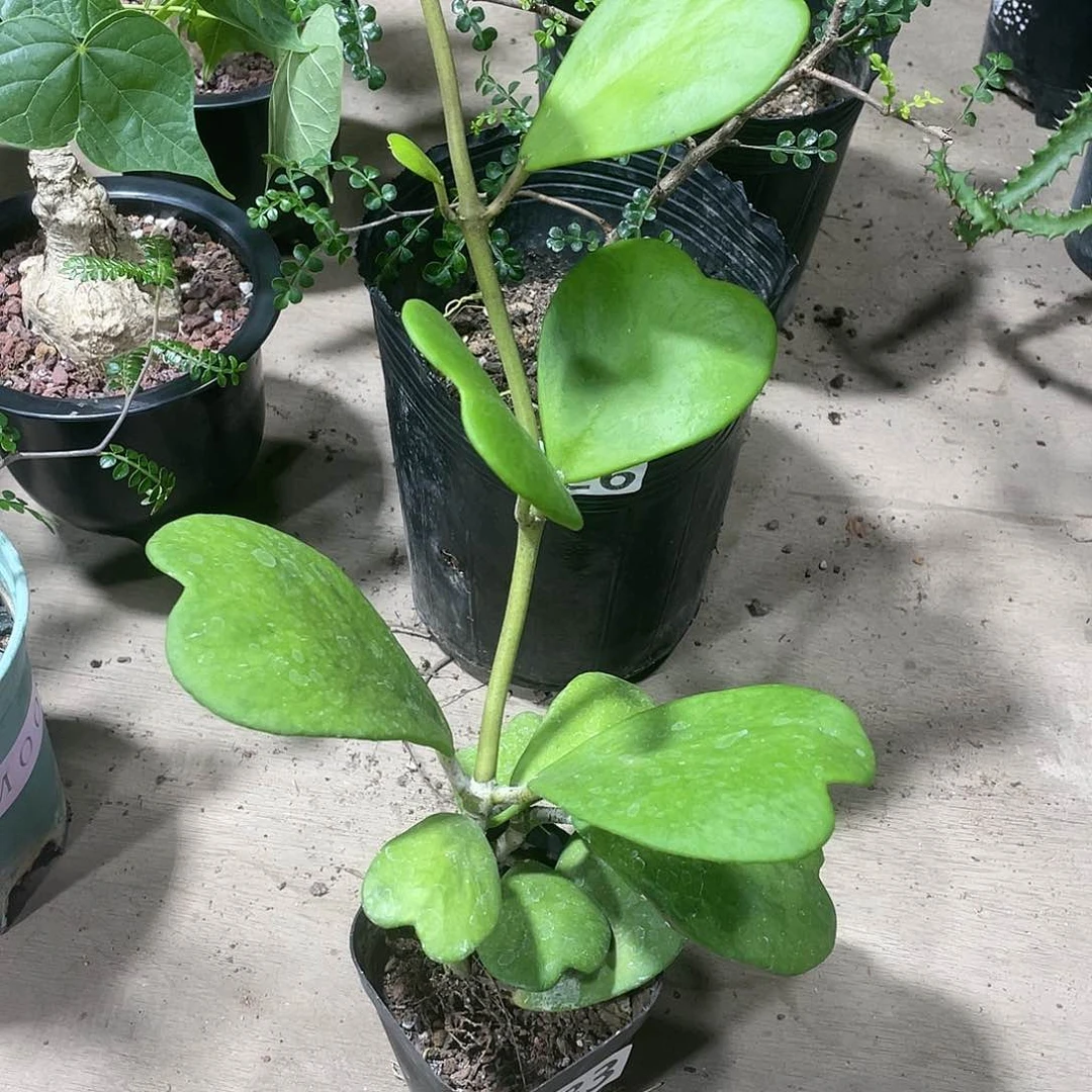 483心叶球兰植物