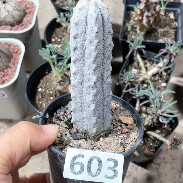 603水泥柱大戟科