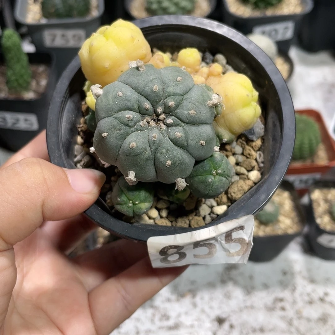 855实生海鲜群自然锦