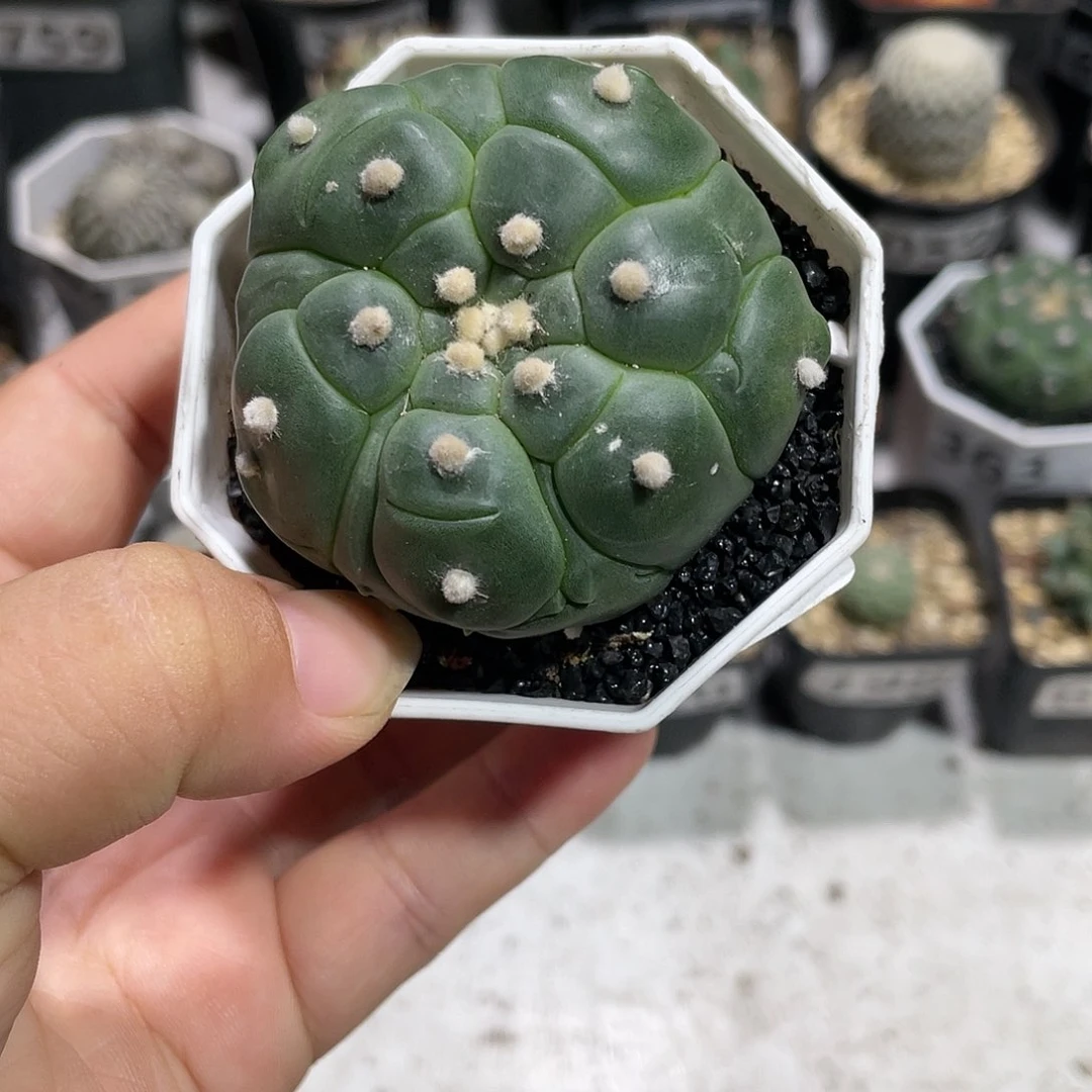 397实生龟甲琉璃兜