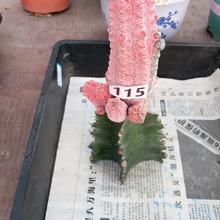 115处理粉色亚迪麒麟锦