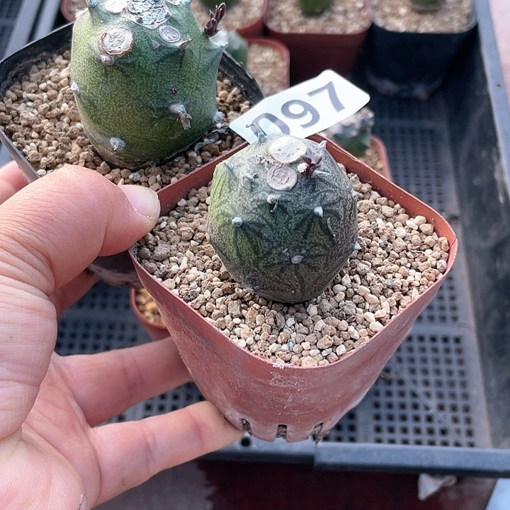 睫****酱097普西丽菊2颗