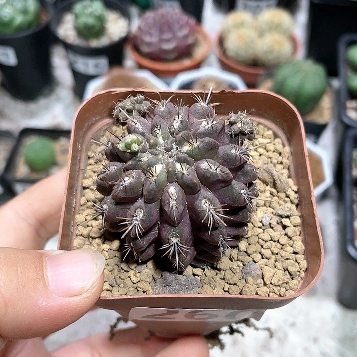 260紫色智利球仙人球