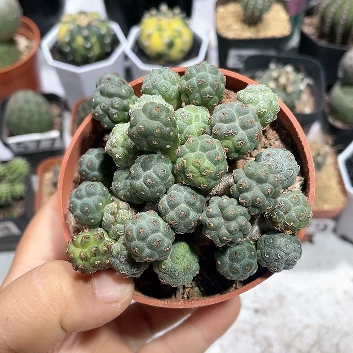 309足球团扇多头