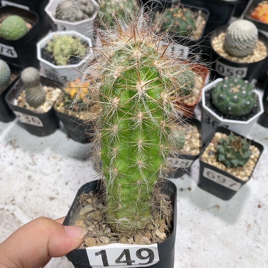 149恐龙蛋仙人球