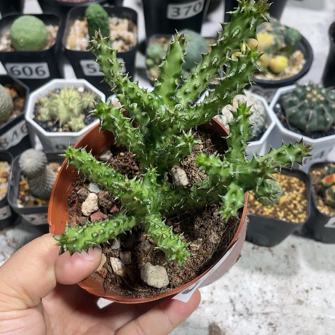 671波斯地毯箩魔颗