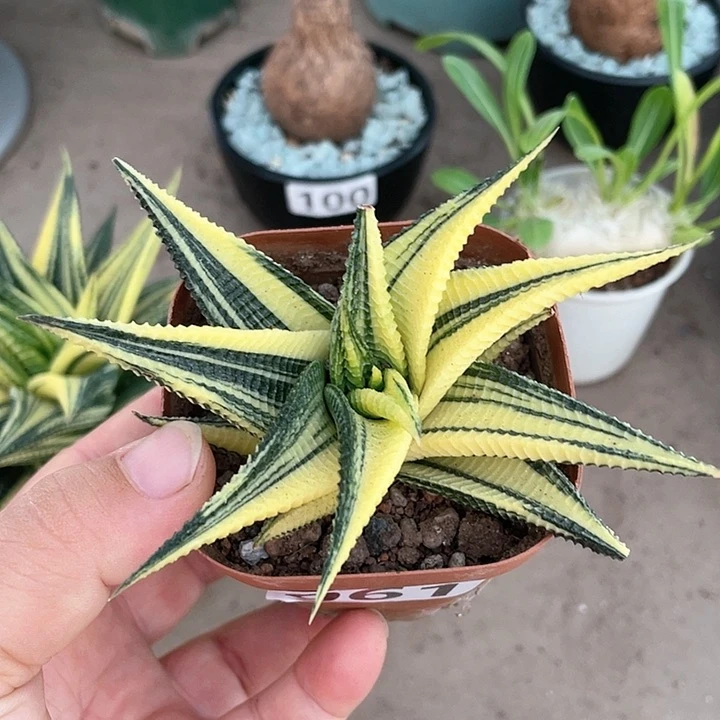 961琉璃殿锦植物