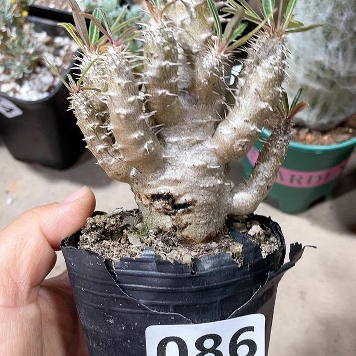 086处理带疤莲座棒槌